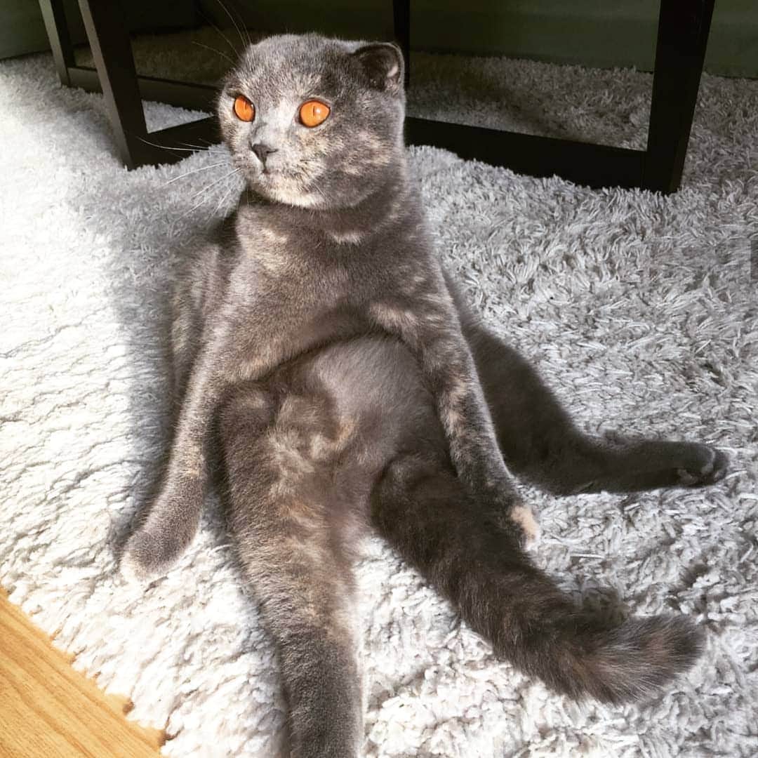 CatStockerのインスタグラム：「Hello! #catstocker is here!  Follow our FURRriend @tute.ninu  Scroll right for more pictures 👉 . . . . . #cat #neko #mačka #chat #kočka #котка #kotek #kot #кіт #mače #кошка #кот #katze #gato #gatto #kissa #kattunge #猫 #고양이 #貓 #kedi #köttur #kissanpentu #חתול #кішка #kedicik #кошеня #gattino #子猫」