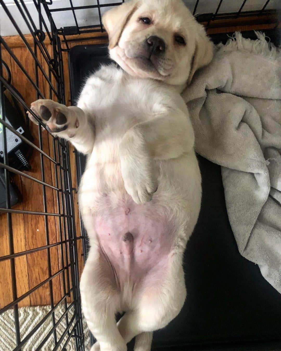 Huckのインスタグラム：「That feeling when you wake up from a really good nap 💤😴 . . . . . . . . #puppygeorge #talesofalab #talesofalabpuppy #labrador_class #thelablove_feature #yellowlabsofinstagram #puppygram #yellowlaboftheday #puppiesofinsta #thelablove #worldofmylab #labs_of_insta #labradorsofinstagram」
