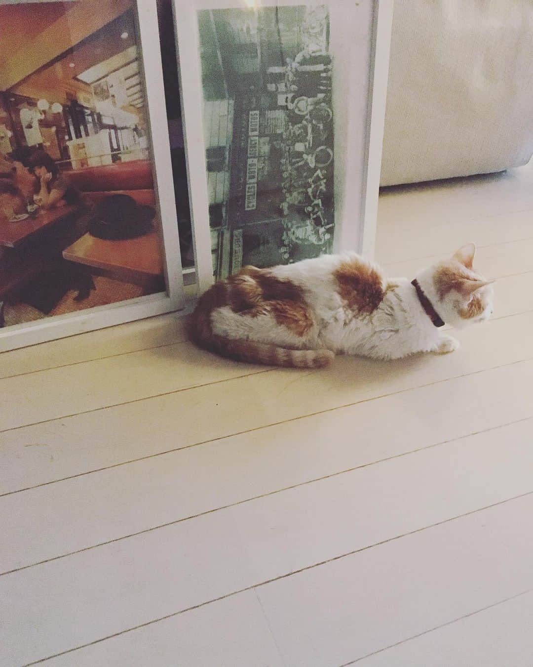 のインスタグラム：「久しぶりに、時を忘れて夜を更した。  明日は、芋を蒸そう。  #猫沢イオ」