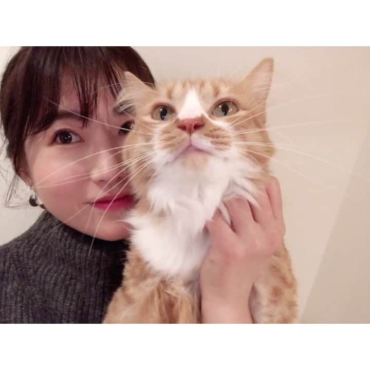 のインスタグラム：「#おはよーちゃん 今日はこれから一日ロケです。 行ってきます٩( 'ω' )و ⁑ お仕事の方も、お休みの方も、 良い一日になりますように🙌✨ ⁑ ⁑ ⁑ #虎太郎 #こたろう #ねこ #3歳 #ミックス猫 #スコティッシュミックス  #スコティッシュ #茶白猫 #ねこ部 #猫動画 #ねこ動画 #ねこすたぐらむ  #猫 #catmovie  #catstagram #cat #catlover#고양이 #instacat #猫との暮らし  #まりなる #津田麻莉奈」