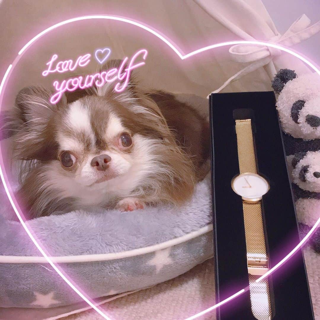 kayoのインスタグラム：「* *  @mavenjapan 様より 素敵な時計が届きました⌚️🎁✨ * * クーポンコード 💟【kayo01003】➡️10%off * * Lychee💗⌚️ * * #マベン#マベンウォッチズ #時計#腕時計 #mavenwatches * #chihuahua#chihuahualove#dogstgram#dog#instadog#チワワ#チワワ大好き * *」