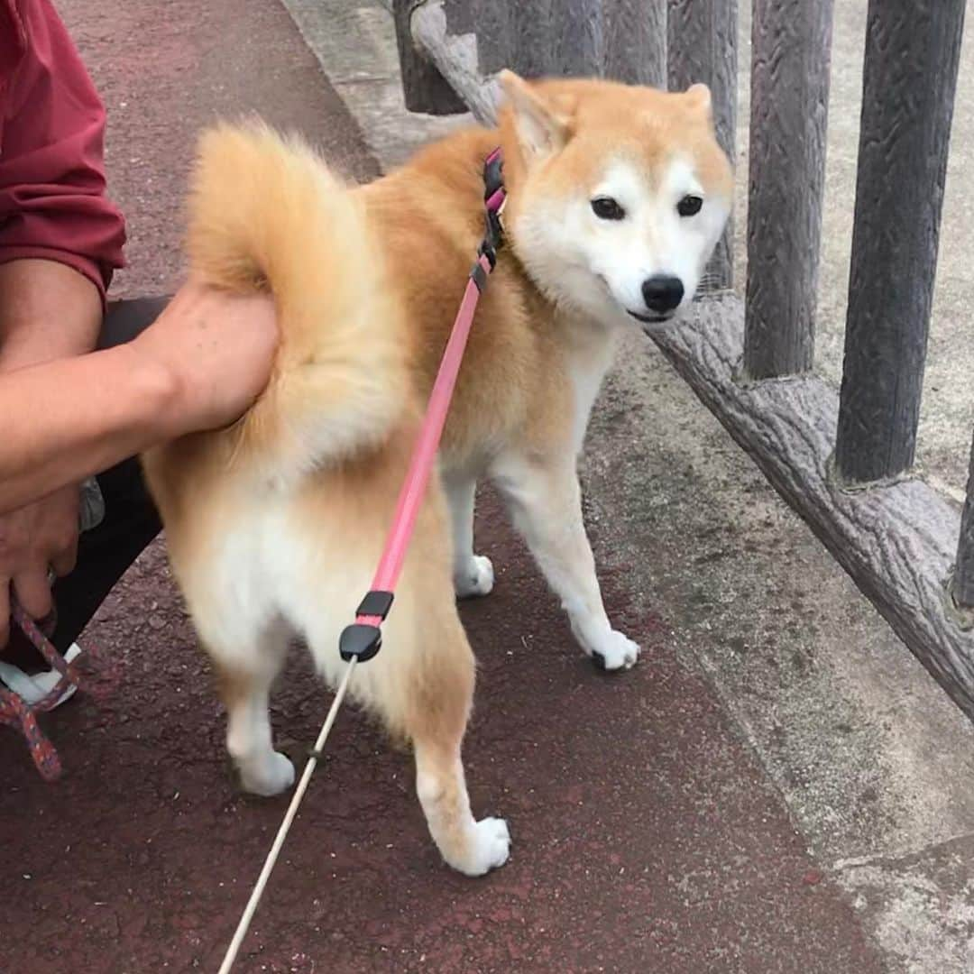 柴犬のモモさんのインスタグラム写真 - (柴犬のモモInstagram)「おはようございます。お尻尾の付け根撫で撫でが許されているおじさん #いぬ #イヌ #犬 #柴犬 #赤柴 #日本犬 #犬バカ部 #ふわもこ部 #いぬら部 #癒しわんこ #柴犬マニア #犬のいる暮らし #口角キュキュッと部 #shiba #shibainu #shibadog #dogstagram #dogsofinstagram #shibastagram #shibasofinstagram #shibamania #inu #instadog #toyota_dog」10月17日 7時58分 - shi_ba_i_nu_momo