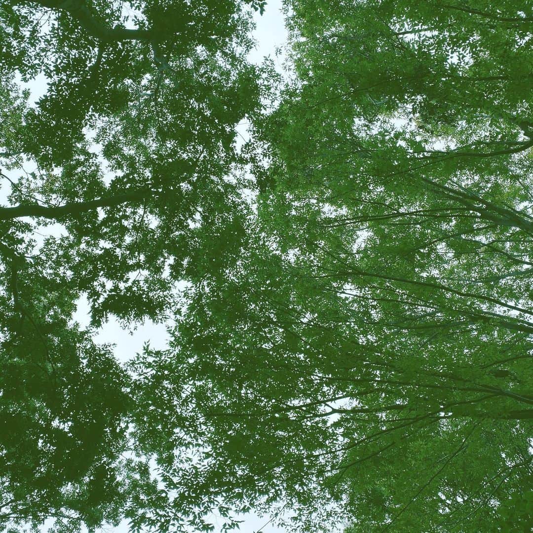 中野敬久さんのインスタグラム写真 - (中野敬久Instagram)「#forest #green #lookingup #pattern #cloudy #park」10月17日 8時28分 - hirohisanakano