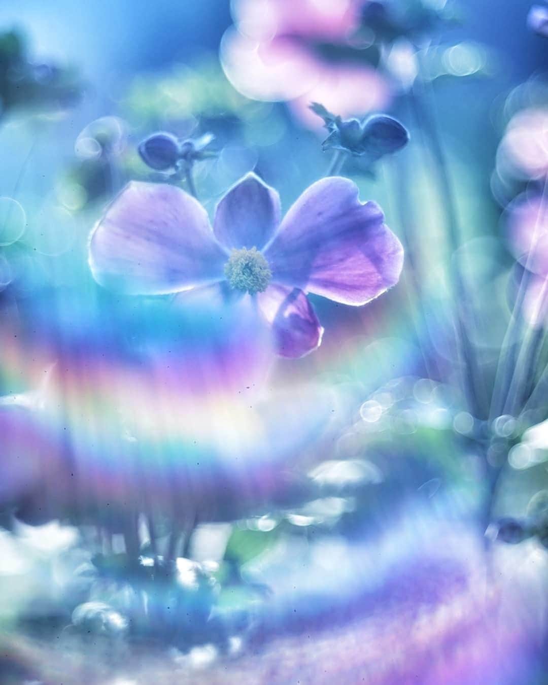 花の写真館のインスタグラム：「Photo by @osmic9394.⠀ https://instagram.com/osmic9394/⠀ .⠀ Original Post[投稿頂いたURL]⠀ https://www.instagram.com/p/B1q12svgX2b/⠀ .⠀ 本アカウントは、 #私の花の写真 をつけてInstagramに投稿された皆さまの花の写真や、「花の写真館」Facebookページで投稿された花の写真を紹介します。⠀ 「花の写真館」Facebookページは、「 @floral.photograph 」のプロフィールにあるURLからご覧ください。⠀ .⠀ #花の写真館 #floralphotograph #floralphoto #flower #flowers⠀ Follow: @floral.photograph」