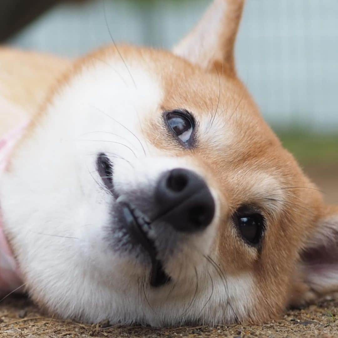 豆柴にこちゃんさんのインスタグラム写真 - (豆柴にこちゃんInstagram)「🐶 顔面アップ特集。 . どれが一番人気かなぁ .  #ペトことクリスマス2019 #柴犬#豆柴#pecoいぬ部#犬#わんこ#犬#ここ柴部#shibainu#dog#mameshiba#pecotv#dog#いぬのきもち部#しばいぬ#しばけん#こいぬ#シバイヌ#いぬ#イヌ#赤柴#マメシバ#ペット#日本犬#子犬#puppy#doggo#pet#시바견#강아지#개#9gag」10月17日 20時09分 - nikochan.mame48