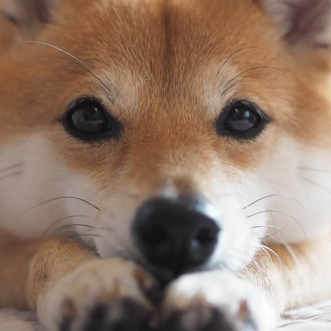 豆柴にこちゃんさんのインスタグラム写真 - (豆柴にこちゃんInstagram)「🐶 顔面アップ特集。 . どれが一番人気かなぁ .  #ペトことクリスマス2019 #柴犬#豆柴#pecoいぬ部#犬#わんこ#犬#ここ柴部#shibainu#dog#mameshiba#pecotv#dog#いぬのきもち部#しばいぬ#しばけん#こいぬ#シバイヌ#いぬ#イヌ#赤柴#マメシバ#ペット#日本犬#子犬#puppy#doggo#pet#시바견#강아지#개#9gag」10月17日 20時09分 - nikochan.mame48