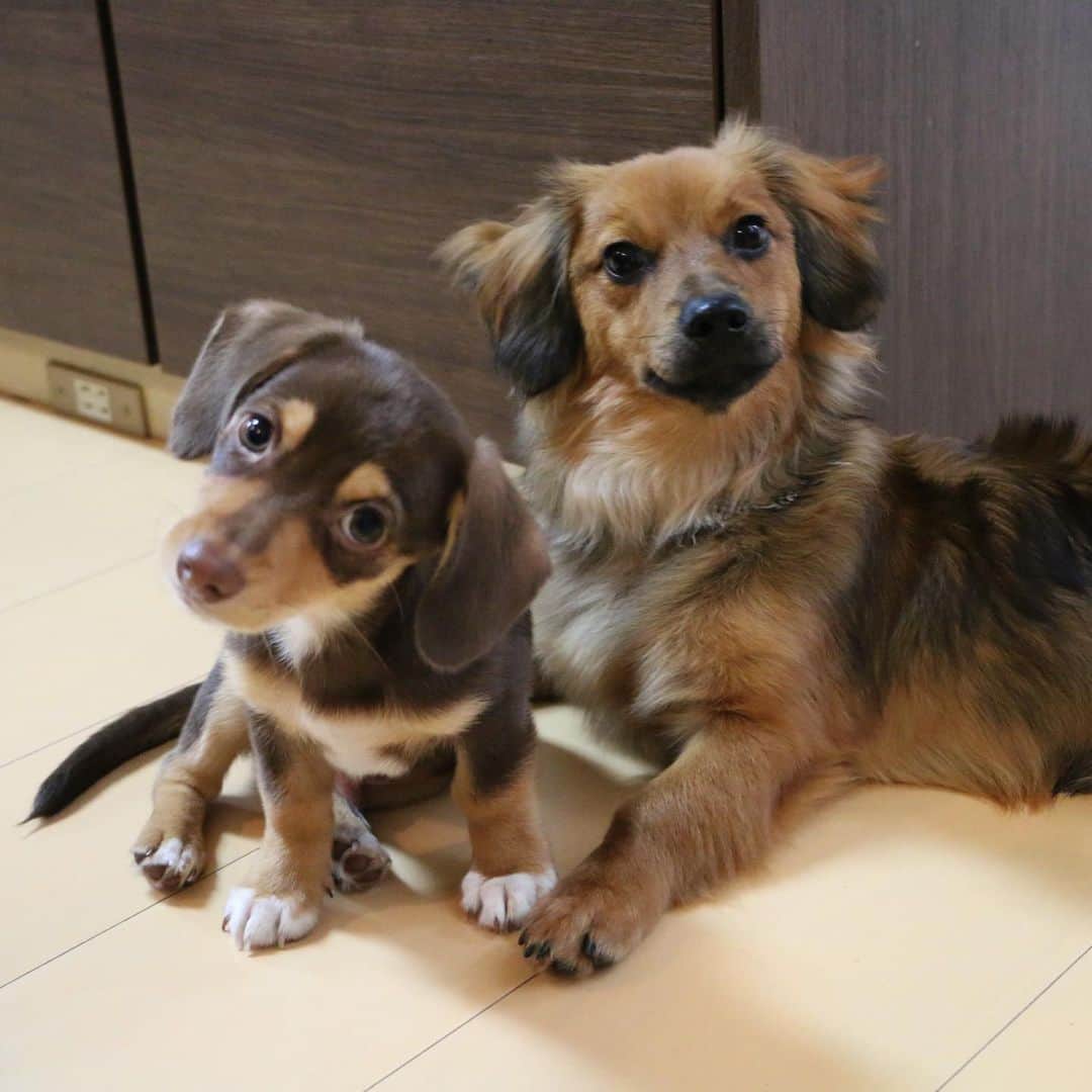 尾碕真花さんのインスタグラム写真 - (尾碕真花Instagram)「. . 実家の3匹の愛犬達🐶💘 . 可愛すぎて家に帰りたくなります😂 . 厳選した10枚を皆さんに見て欲しくて大量に載せます📸 . #dog #愛犬 たち」10月17日 20時17分 - ichika_osaki_official