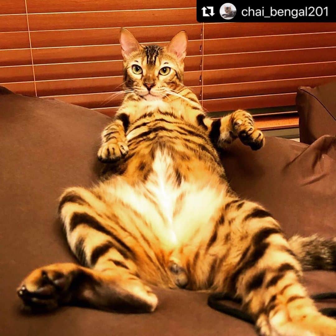 ねこのインスタグラム
