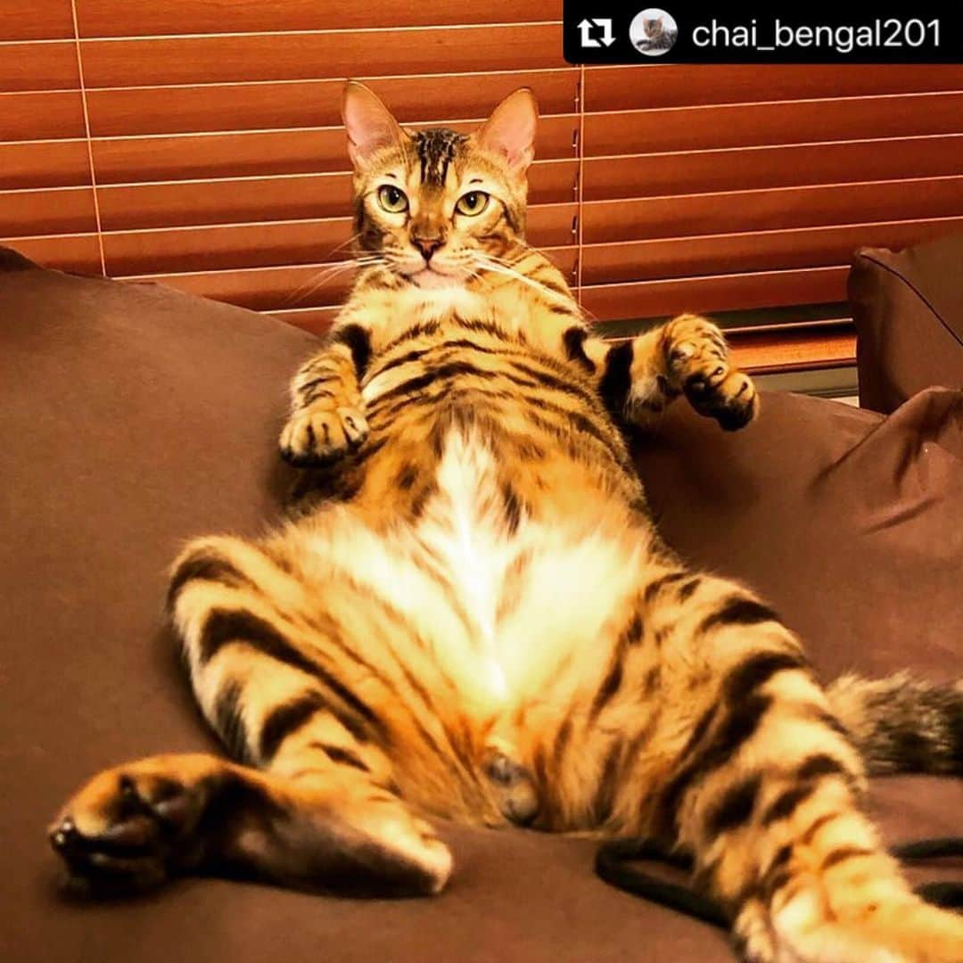 ねこさんのインスタグラム写真 - (ねこInstagram)「@chai_bengal201 さん家のチャイくん🙋‍♂️❣️『人をダメにするビーズクッション』をねこが使った結果……ねこもダメになるようです😂🤘🏻❤️だら〜んとしてて可愛いねっ😍チャイくん🌈 #Repost @chai_bengal201 with @make_repost ・・・ 『人をダメにするビーズクッション』 猫が使うと、こうなります。  #猫#子猫#ベンガル猫#ねこ#にゃんこ#ねこ部#にゃんすたぐらむ#ねこ好き部#ふわもこ部#かわいい#麻呂眉#まゆげ猫#眉毛猫#ビーズクッション #cat#cats#bengal#kitten」10月17日 20時46分 - neko_magazine