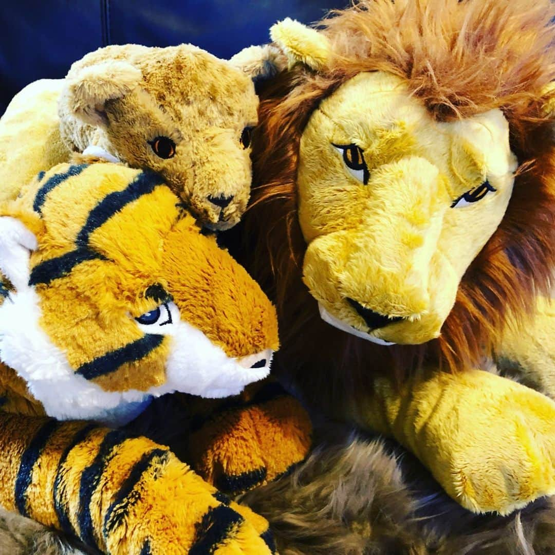 木佐貫まやさんのインスタグラム写真 - (木佐貫まやInstagram)「🐯❤︎🦁❤︎👶🦁 IKEA の動物シリーズすっき 実はサイもいるんだよ🦏💭笑  とかなんの報告〜  昨日の撮影のメイクで久しぶりに目ん玉を囲みメイクやってもらってテンション上がった✌︎」10月17日 12時36分 - maaayaofficial