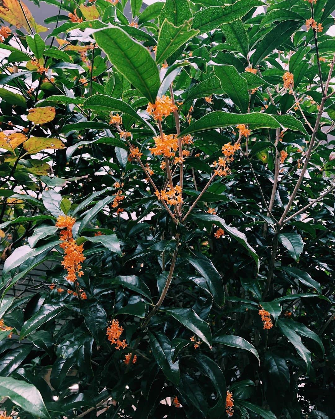 南波志帆さんのインスタグラム写真 - (南波志帆Instagram)「金木犀の香りが大好き。永遠に嗅いでいたい。 #秋」10月17日 12時50分 - nanbashiho
