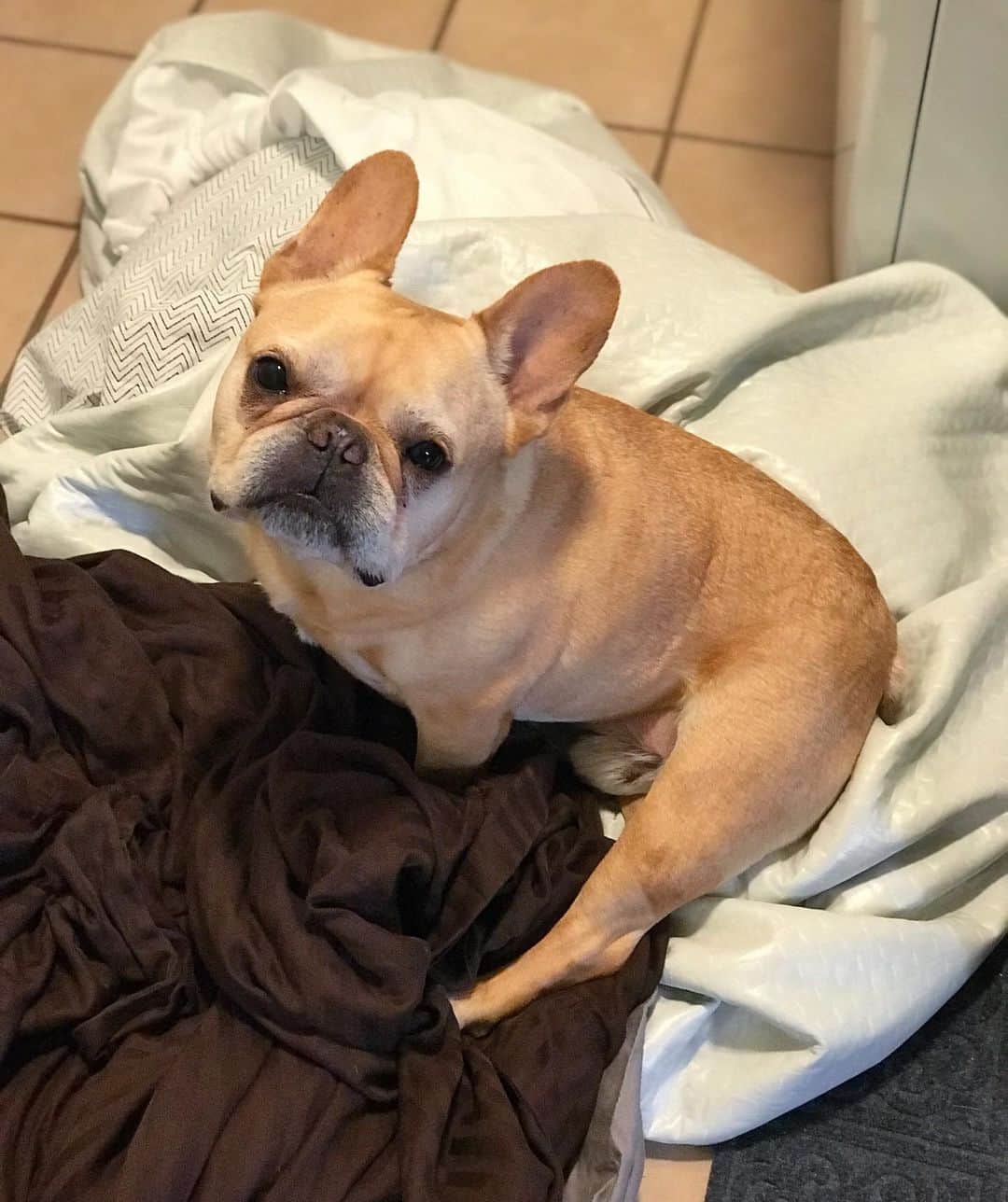 Hamlinさんのインスタグラム写真 - (HamlinInstagram)「When it’s “laundry day” for the humans but “temporary comfy clothes pile bed” for me. Now for the proper turkey leg extension and I’m ready for the 💤💤. .......... #laundry #newbed #turkeyleg」10月17日 12時54分 - hamlin_the_frenchie