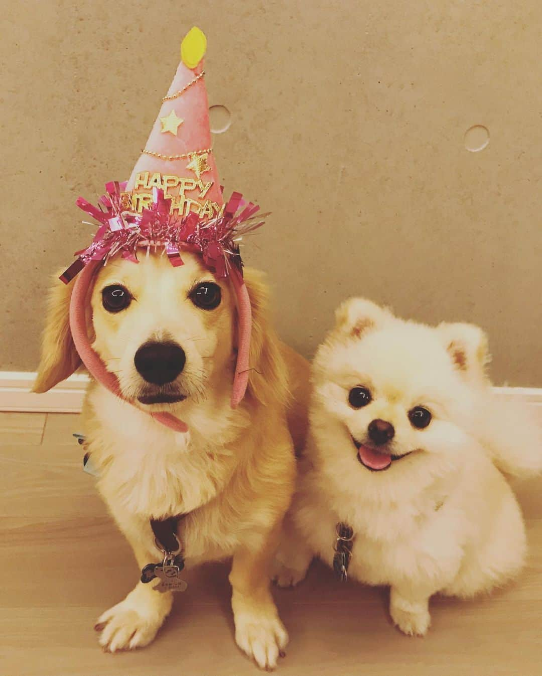 葵ゆりかさんのインスタグラム写真 - (葵ゆりかInstagram)「にょろ、5歳のお誕生日おめでとう🎂 人間が大好きで大好きで、本当に優しいにょろ。ものすごい食いしん坊で目を離した隙に秒でなんでも食べちゃうにょろ。食べものさえ持ってればなんでも言うこと聞きます。笑 大好きなにょろ❤️ いつもありがとう。 これからも、大切にするから、ずーっと元気でいてね。  #愛犬 #にょろ #ミックス犬 #ミニチュアダックス　#パピヨン #マルチーズ #誕生日　#5歳　#birthday #birthdaycake #わんこ　#犬バカ部　#犬　#いぬのきもち　#待て　#わんこのいる生活 #instadog #dogstagram #dog」10月17日 12時54分 - yuriyuricchi