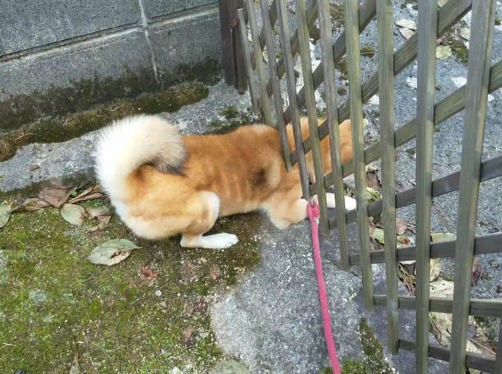 柴犬たま Shibainu Tamaのインスタグラム