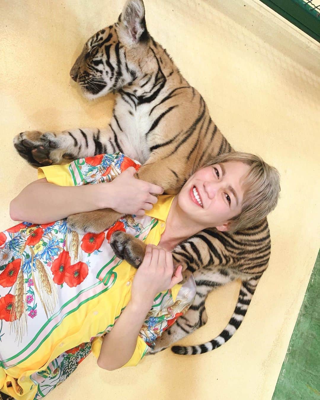春木開さんのインスタグラム写真 - (春木開Instagram)「子虎が可愛すぎて震えがとまりません🥺🐯🐯🐯﻿ ﻿子虎とお昼寝😴😴 ﻿ ﻿ ﻿ #とら #たいがー ﻿ #タイガーシャンパン﻿ #タイ #プーケット﻿ #thai #thailand #🇹🇭﻿ #tiger #phuket #tigerkingdom  #tigerkingdomphuket」10月17日 13時34分 - haruki.kai