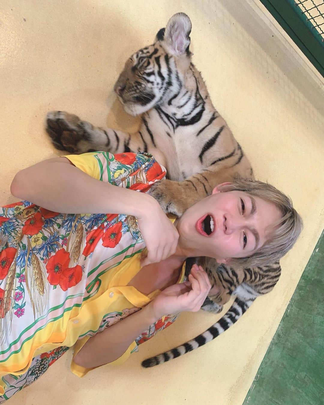 春木開さんのインスタグラム写真 - (春木開Instagram)「子虎が可愛すぎて震えがとまりません🥺🐯🐯🐯﻿ ﻿子虎とお昼寝😴😴 ﻿ ﻿ ﻿ #とら #たいがー ﻿ #タイガーシャンパン﻿ #タイ #プーケット﻿ #thai #thailand #🇹🇭﻿ #tiger #phuket #tigerkingdom  #tigerkingdomphuket」10月17日 13時34分 - haruki.kai