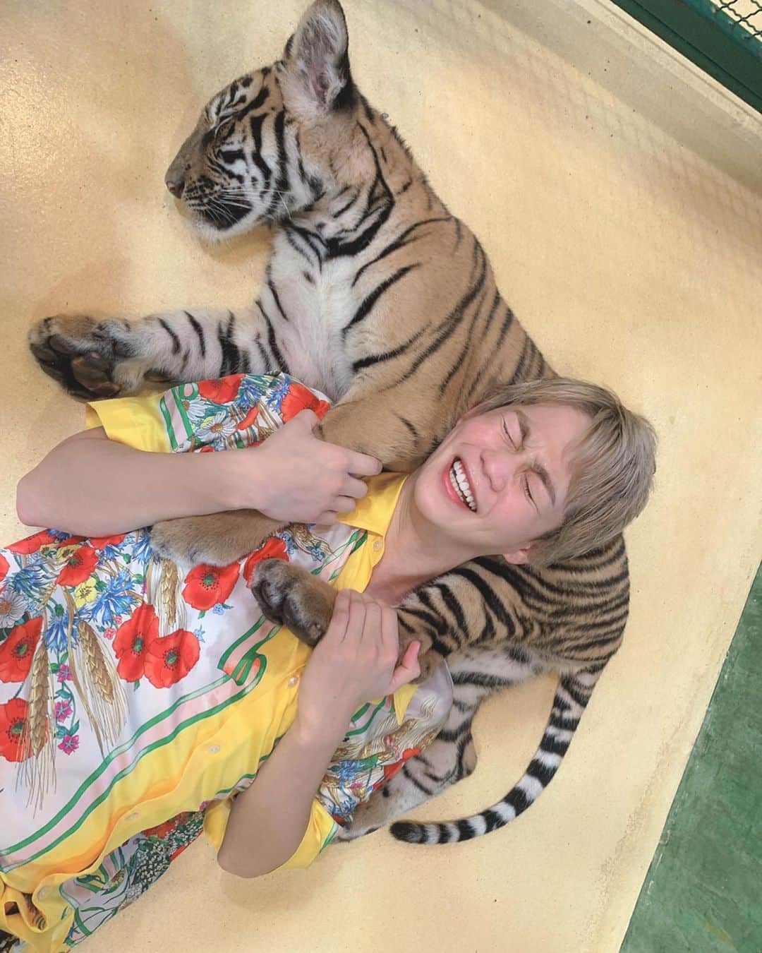 春木開さんのインスタグラム写真 - (春木開Instagram)「子虎が可愛すぎて震えがとまりません🥺🐯🐯🐯﻿ ﻿子虎とお昼寝😴😴 ﻿ ﻿ ﻿ #とら #たいがー ﻿ #タイガーシャンパン﻿ #タイ #プーケット﻿ #thai #thailand #🇹🇭﻿ #tiger #phuket #tigerkingdom  #tigerkingdomphuket」10月17日 13時34分 - haruki.kai