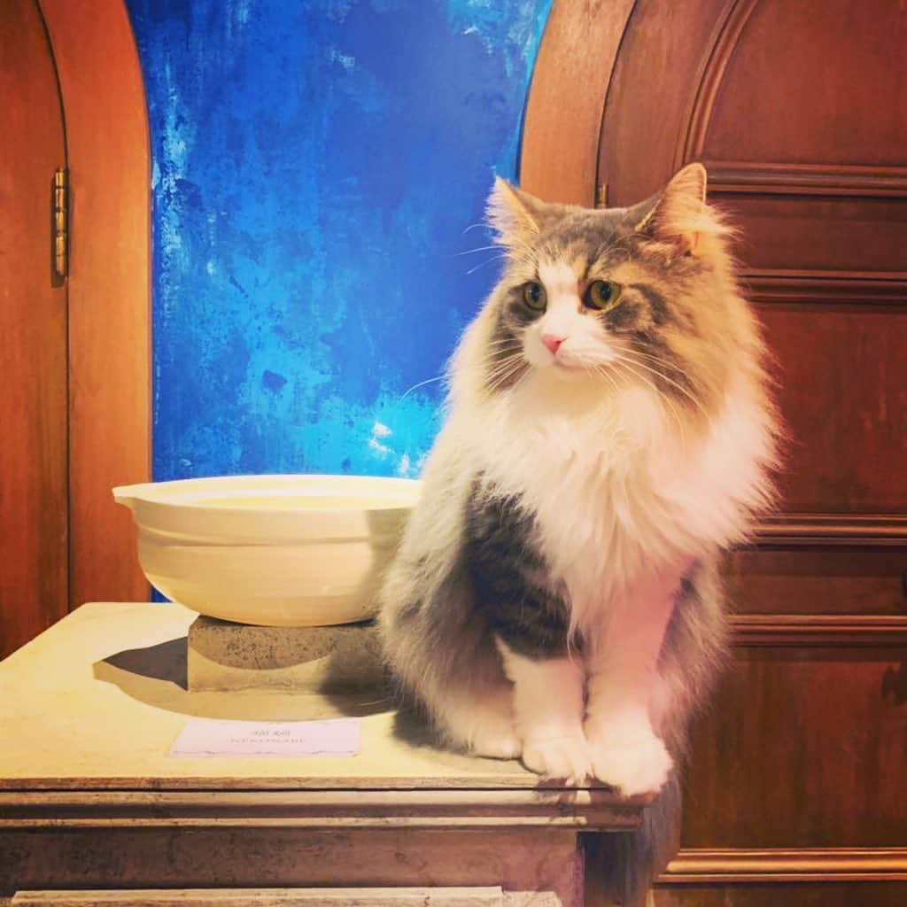 奥山レイカさんのインスタグラム写真 - (奥山レイカInstagram)「美猫サマ。🐈🐈🐈 #猫カフェmocha #美猫 #サイベリアン #もふもふ #cat #ネコ #ねこすたぐらむ」10月17日 14時16分 - rks631