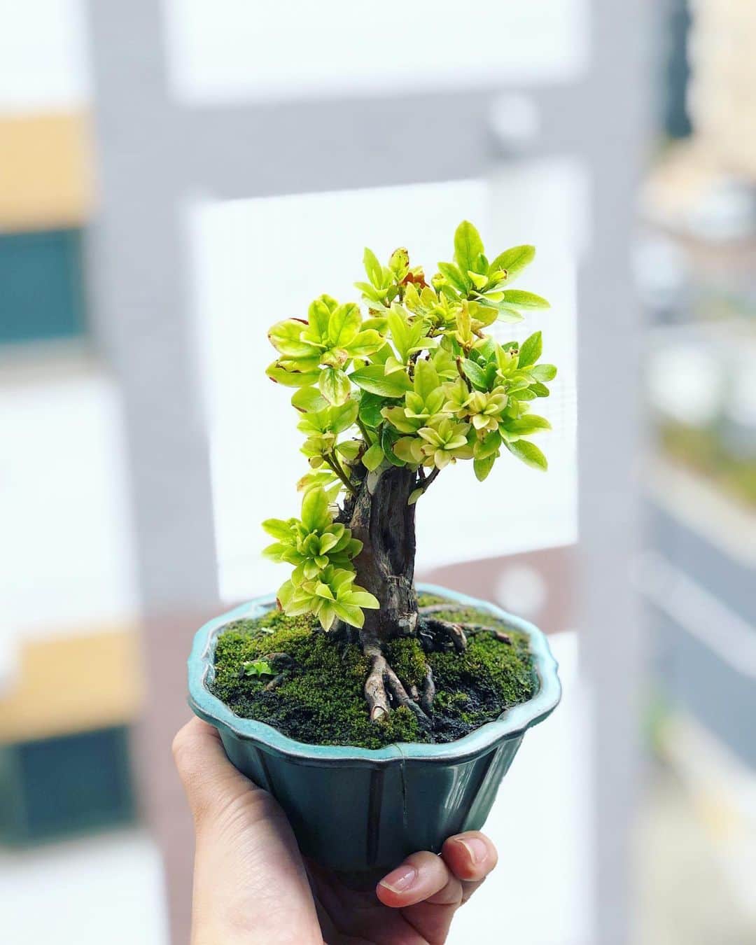 金成公信のインスタグラム：「ツツジ。#盆栽 #bonsai #bonsaijapan #japanesebonsai #wabisabi #bonsailovers #bonsailife #bonsaitree #bonsaiart #bonsaigram #bonsaiworld #plants #tree #greenlife #greenlifestyle #苔 #moss」