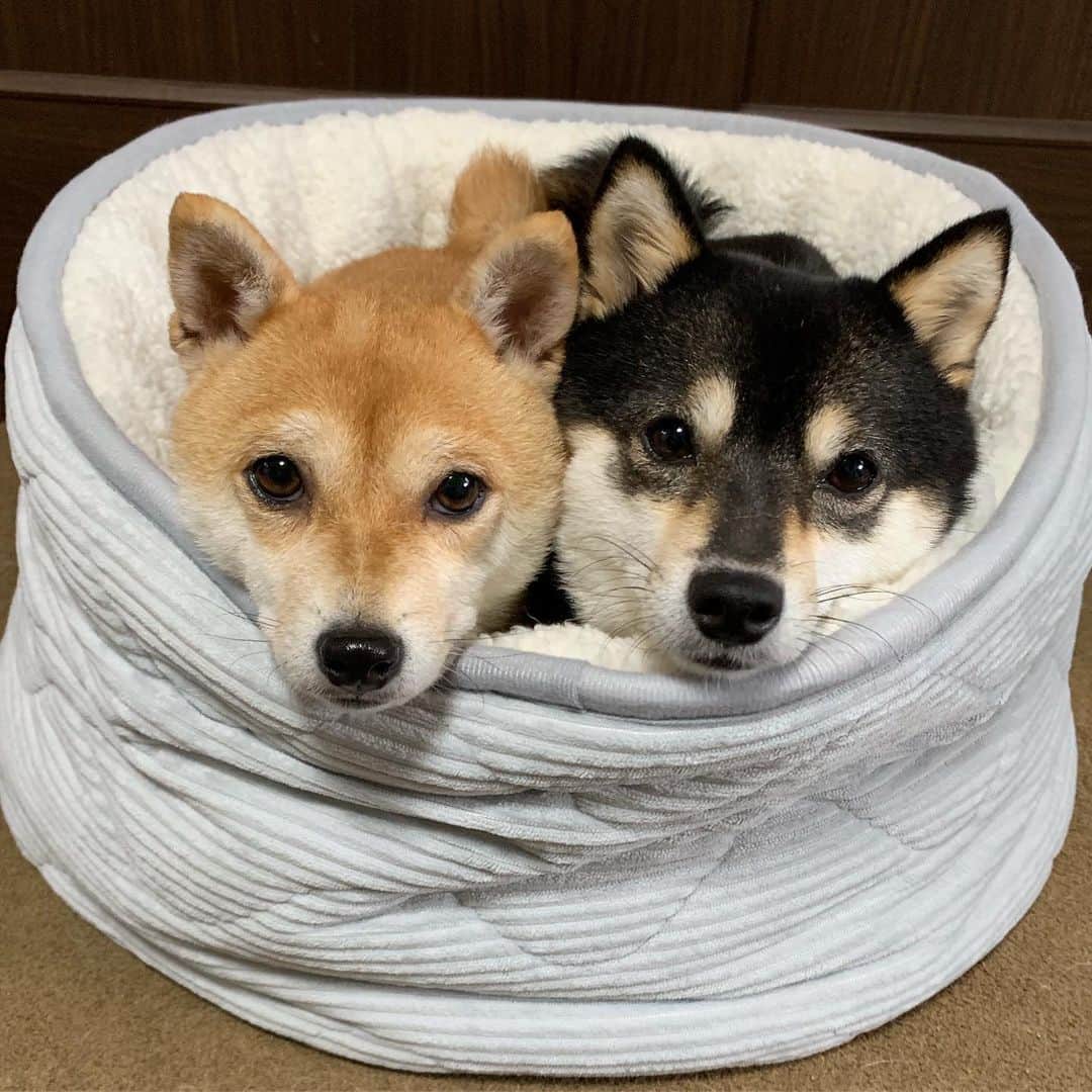 豆柴なつ&ふゆのインスタグラム