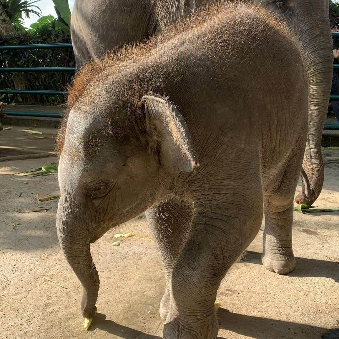 東野幸治さんのインスタグラム写真 - (東野幸治Instagram)「旅猿でバリ島に行ってきました。 子象にも会えたし最高でした！ジミー大西さんも最高でした！ 機会があったら観てください！」10月17日 21時04分 - higashinodesu