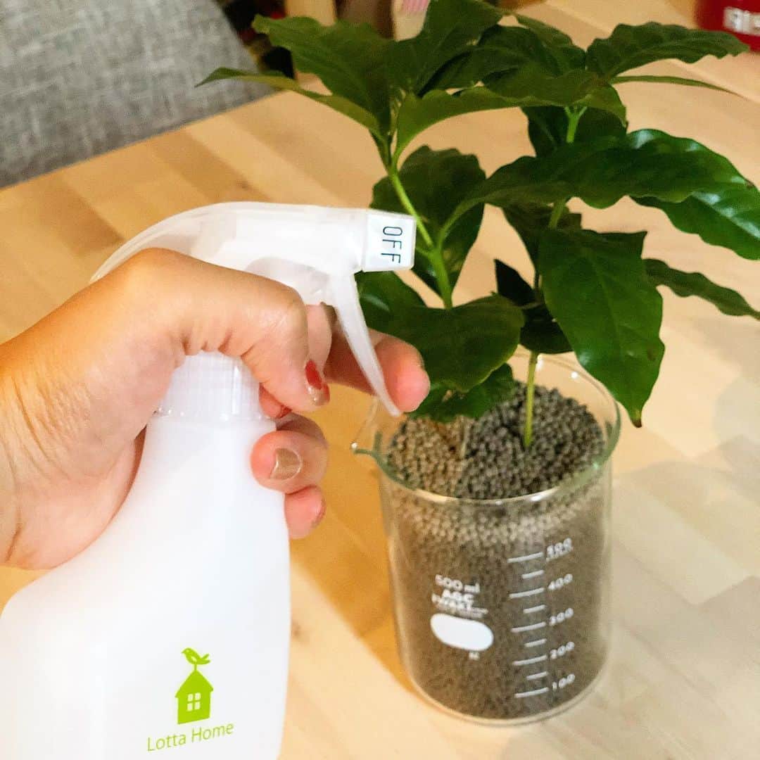 ecomfort（エコンフォート）さんのインスタグラム写真 - (ecomfort（エコンフォート）Instagram)「我が家のコーヒーの木には#ロッタホーム の #スプレーボトル が最適的です！ 粒子が細かくてビチャビチャにならないのが◎ 他にもアイロンがけに使ったり ecomfort Houseおすすめの#プレミアムモップ と使うとお掃除も楽ですよ！ 一家に１つあると便利です！ . . #ecomforthouse🏠  宮下織絵 . . #ecomfort #エコンフォート #ecomfortHouse #サスティナブル #エコ #ナチュラル志向 #丁寧な暮らし #北欧 #表参道 #今日の買い物が未来を変える #神宮前5丁目 #神五通り #lottahome #ロッタホーム #エココッパークロス #ブラシ #サスティナブルな暮らしに変える #ナチュラルな暮らし #暮らしの道具 #ホームデトックス #お掃除グッズ #便利グッズ #キッチンの悩み」10月17日 21時05分 - ecomfort_eoct
