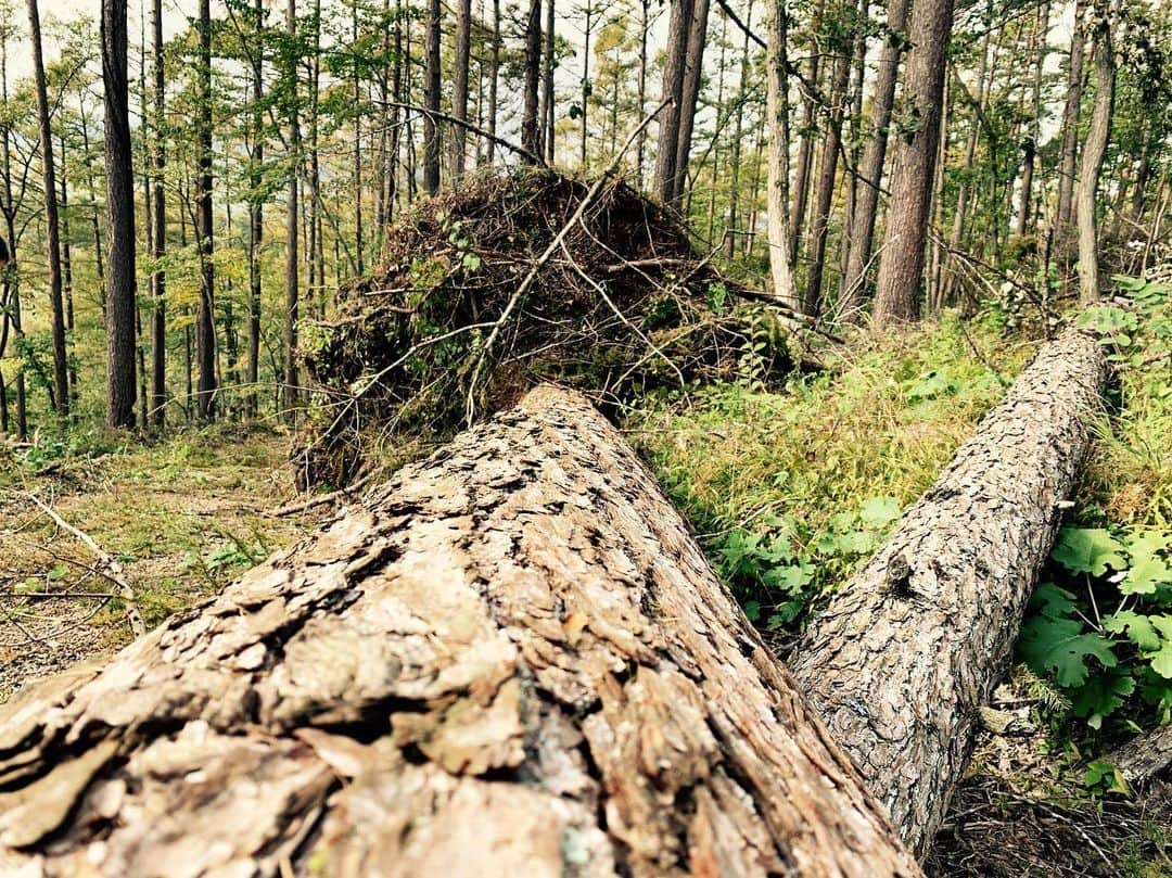 Rie fuさんのインスタグラム写真 - (Rie fuInstagram)「Violent and sublime nature. These trees were on the mountain slope where the ground was loosened by the storm. Although geographically vulnerable to natural disasters, Japan has such rich and diverse nature. This is a time to think about how we can coexist with the environment and review our energy consumptions. 自然の脅威と畏敬。こんなに大きな木が根こそぎバンバン倒れていたエリアは山の麓の急斜面で、大雨で地盤が緩んだのだろう。災害が多いと同時に、美しい自然が溢れる日本で、環境との共存や、消費エネルギーの在り方を考える時代。#nature #storm #typhoon #forest #trees #roots #自然 #森林 #sublime」10月17日 16時12分 - riefuofficial