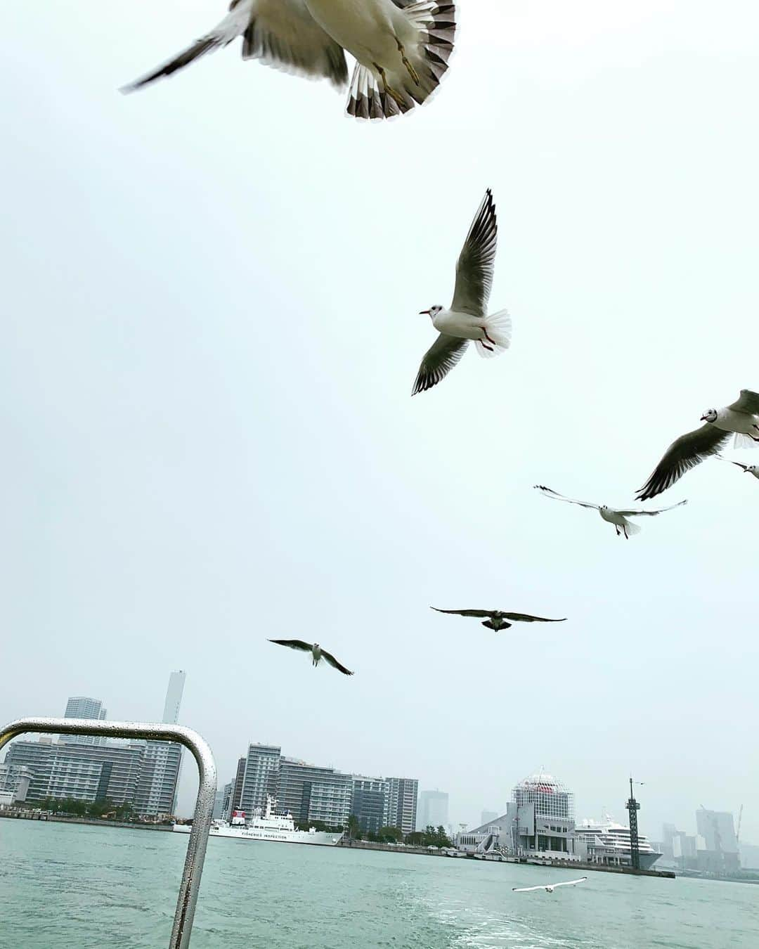 杉浦太陽さんのインスタグラム写真 - (杉浦太陽Instagram)「東京湾の船上から！  ユリカモメ&ウミネコ！  いっぱい飛んできたー！！ ロシアから越冬してきたユリカモメが可愛かった(^^) @ #東京湾 #野鳥 #ユリカモメ #ウミネコ #近かったなぁ〜 #雨降ってたけどw」10月17日 16時14分 - sugiurataiyou_official