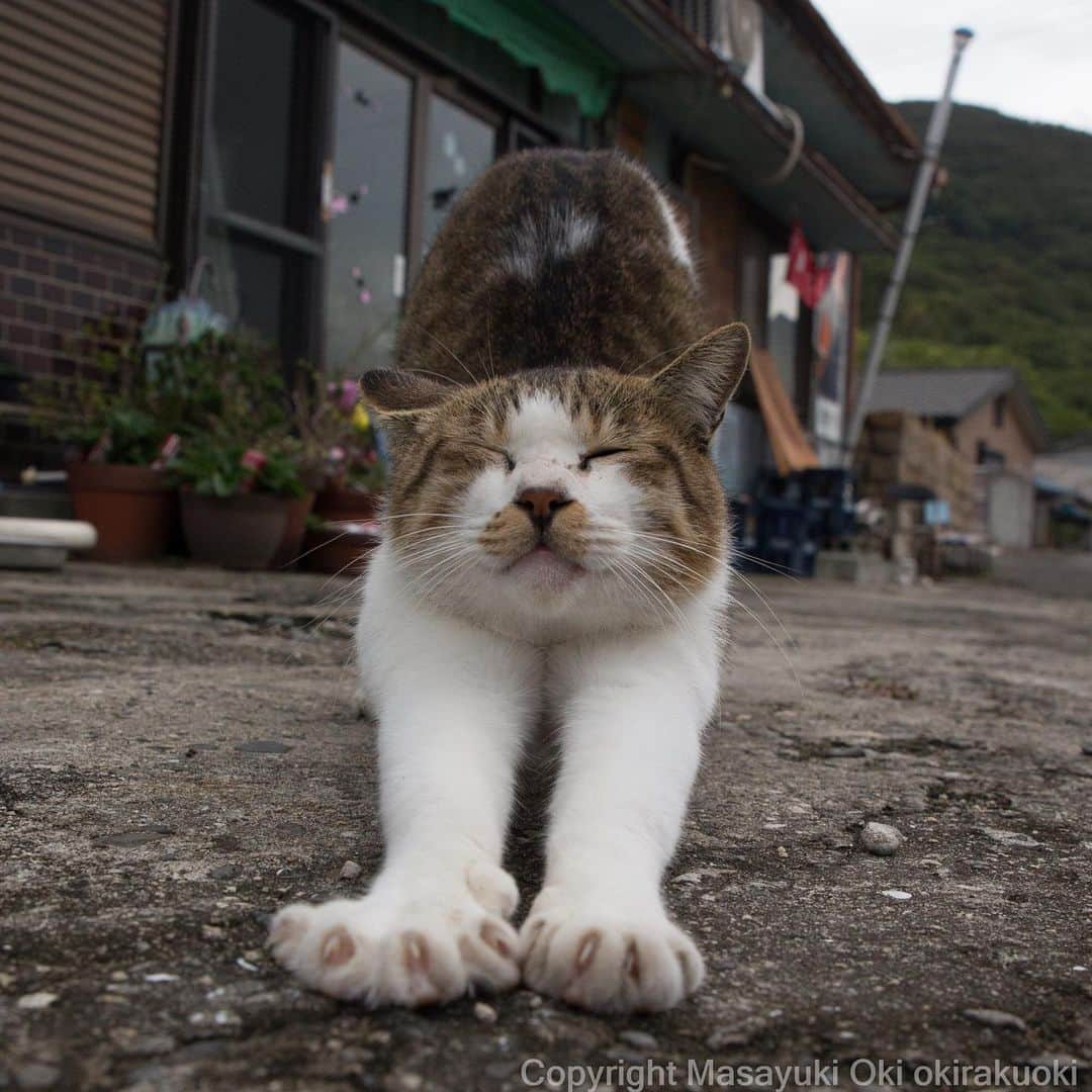 Masayukiさんのインスタグラム写真 - (MasayukiInstagram)「よく伸びる。  #cat #ねこ」10月17日 16時55分 - okirakuoki