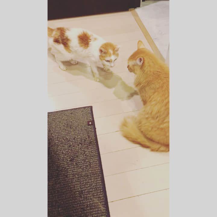 のインスタグラム：「ただいま❣️の直後の、そりゃないぜイオちゃん劇場🤣  風邪がうつらないよう、ソッコーユピ坊の顔面を消毒しましたとさ。  #猫沢組 #猫沢イオ #ユピ坊 #たぶんこれまでもうつってないから大丈夫 #ユピガの免疫力たのんだよ」