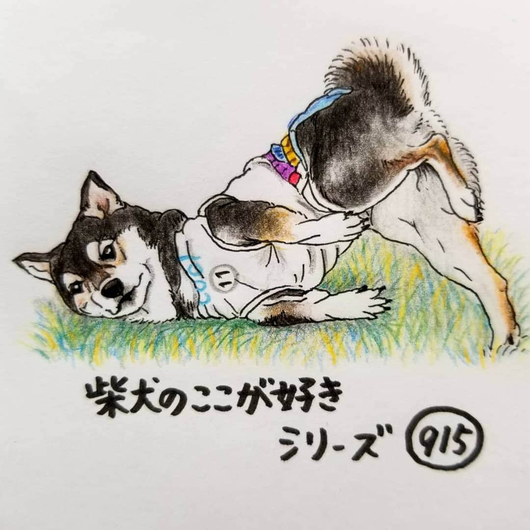 ハナとソラさんのインスタグラム写真 - (ハナとソラInstagram)「* #ここ柴部 『柴犬のここが好きシリーズ915』 ものすごく変な体勢のときに 目が合うとこ。  何か視線を感じるなと思って見たら…  なぜ、そのかっこうのままこっちを見てるの？ * No.914 “I have the feeling that I sometimes catch his gaze.” * モデルは @kuroshiba_nagi さんとこの凪ちゃんです💕 #柴犬のここが好き #favoritepartsofshibainu #illustration #dogart #drowing #shibastagram #shibainu #colorpencil #kuroshiba #柴犬 #イラスト #しばすたぐらむ #いらすとぐらむ #黒柴 #くろしば #色鉛筆 #目が合う」10月17日 19時10分 - nsdikm_hanasora