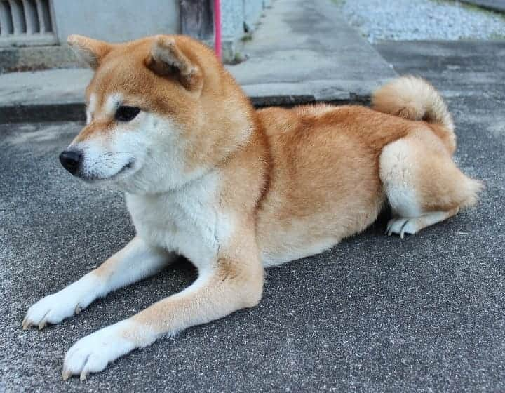 柴犬たま Shibainu Tamaさんのインスタグラム写真 - (柴犬たま Shibainu TamaInstagram)「たママ直伝？のスフィンクス座り😁 * Caption trans🇬🇧 Tama taught Meekeh how to sit like the Sphinx😁 * #たま家族 #柴犬ミケ #妊婦ミケ #一眼レフ #一眼レフカメラ #スフィンクス座り #ブサ顔 #かなりひし形 #柴犬 #shiba #shibainu #shibastagram #犬 #dog」10月17日 19時21分 - tama7653