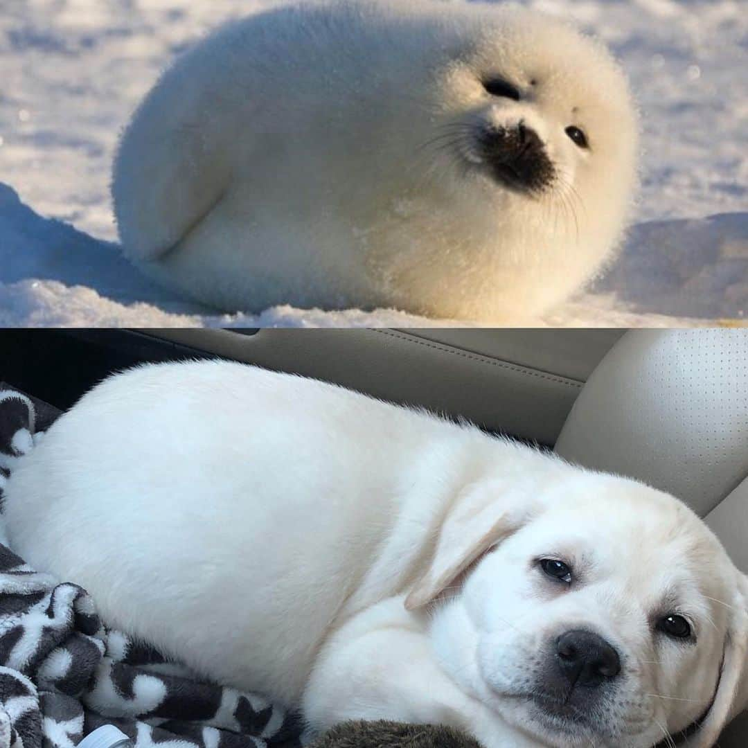 Huckさんのインスタグラム写真 - (HuckInstagram)「When one of your new brothers, Gibbes, can also pass for a baby seal... 👌🏼😂 . . . . . . #twinning #talesofalab #talesofalabpuppy #labsofinstagram #labrador_class #fab_labs_ #thelablove_feature #yellowlab #puppygram #puppylove #labradorretriever #worldoflabs」10月18日 5時49分 - yellow_lab_named_huck