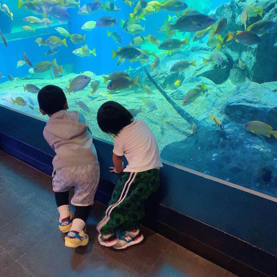 川崎希さんのインスタグラム写真 - (川崎希Instagram)「水族館に来たよ〜💓💓💓 お魚を見てたら香港の4才のコと友達になってるおちびーぬ🥰🥰🥰 英語でお魚のことを説明してくれたよ〜 優しいコに会えてよかったね〜💓💓💓 #水族館 #newfriend」10月17日 21時15分 - kawasakinozomi