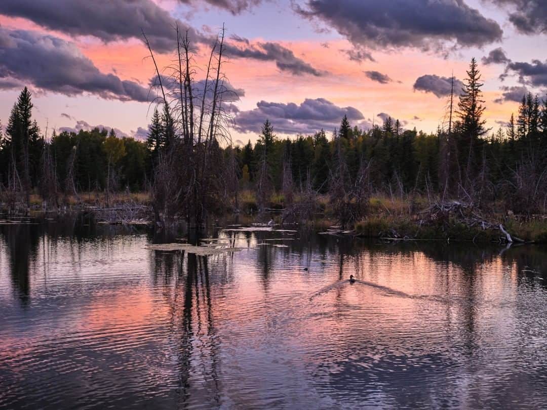 National Geographic Travelさんのインスタグラム写真 - (National Geographic TravelInstagram)「Photo by @michaelclarkphoto | A surreal scene of light and wildlife unfolds at Schwabacher Landing on an autumn evening in Grand Teton National Park. #wyoming #grandtetonnationalpark #tetons」10月17日 21時08分 - natgeotravel