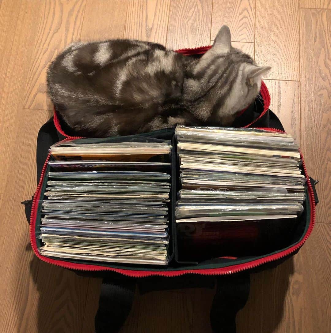 のインスタグラム：「このまま連れて行きたい。。 #チャンウィル」