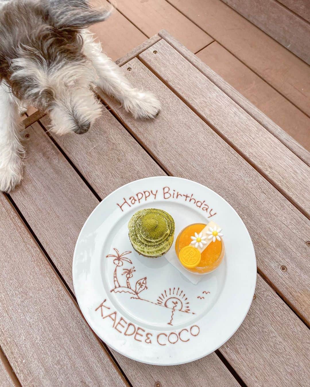 スミス楓のインスタグラム：「家族にお祝いしてもらった日🎂🌈 Berry&Coco 小学生の時から一緒にいるんだよ🤭 ふたりともおばあちゃんだけど元気！長生きしてね🤲🏻❤️」