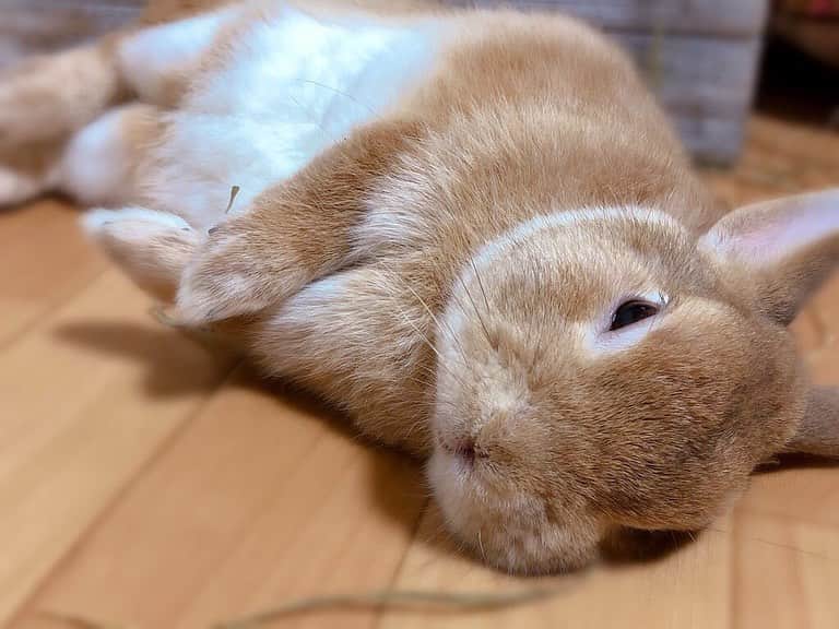 ラン?さんのインスタグラム写真 - (ラン?Instagram)「チモシー食べ散らかして、、 寝た(_*˘꒳˘*)_ｽﾔｧ💤 ☆ もふもふ♡もふ曜日だね～💕💕 あったかくして寝ようね🥰 ☆ #うさぎ #ネザーランドドワーフ #rabbit #bunny #bunnystagram  #rabbitstagram  #cute  #かわいい #ふわもこ部  #もふもふ  #zip写真部  #アニマル写真部 #instagramjapan #netherlanddwarf #うさぎと暮らす  #うさぎのいる暮らし #癒し #kawaii #ランちゃん  2019.10.17」10月17日 22時25分 - mofumofuusako