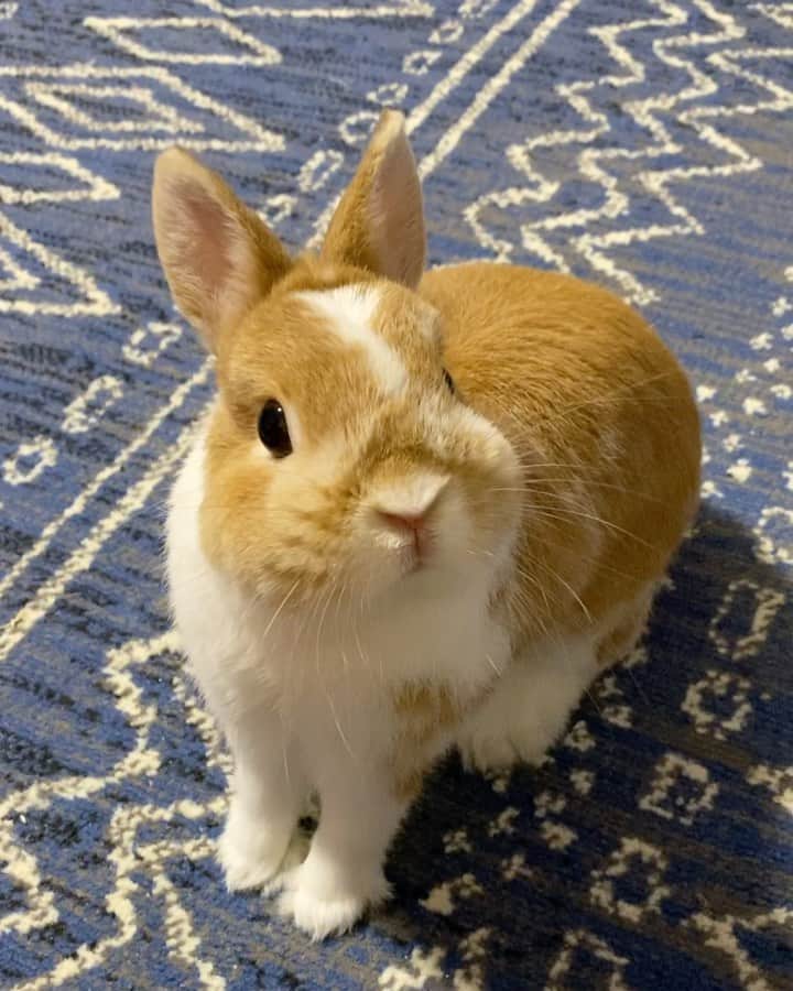 BUNNY?TUNA? のインスタグラム：「2019/10/17😚 今日もかわいい🙈 . #今日もかわいい #ネザーランドドワーフ#ツナ#TUNA#うさぎ#ふわもこ部#うさぎ部#うさぎのしっぽ#ペット#netherlanddwarf#bunnystagram#rabbit#lapin#cutebunny#bunnylove#bunnies#pet#petgram#rabbitstagram#japan#kawaii#weeklyfluff#cutepetclub#instapets#instabunnies#animallovers @junkuwana55」