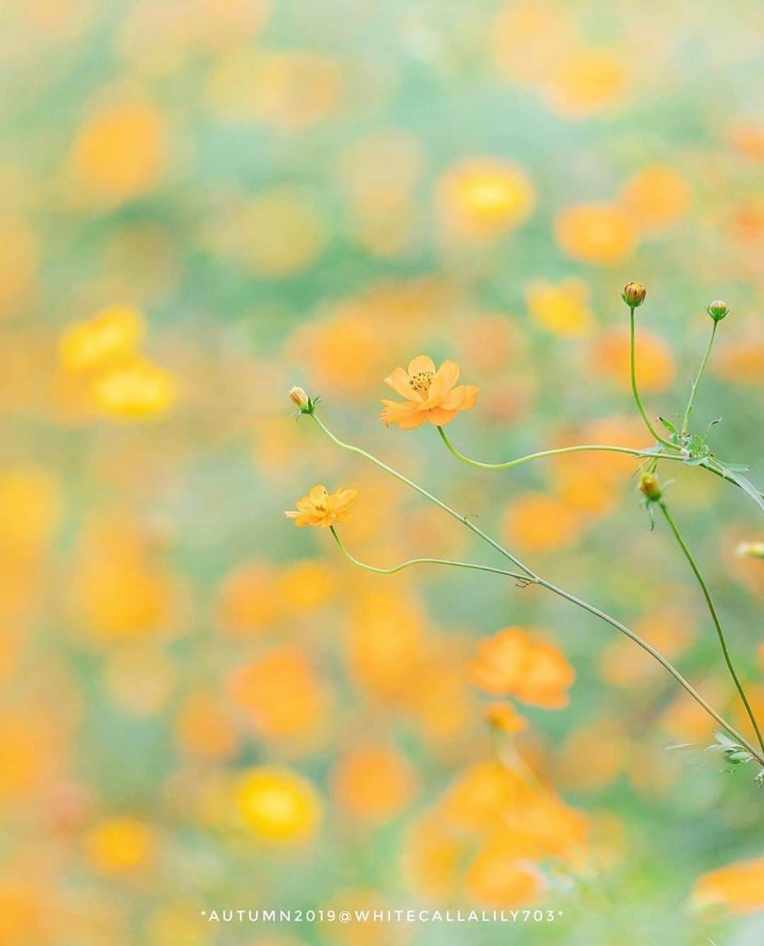 はなまっぷ❁日本の花風景さんのインスタグラム写真 - (はなまっぷ❁日本の花風景Instagram)「🌼🌸はなまっぷの秋桜まつり🌸🌼 *  @whitecallalily703 さんの 秋桜に花まるを💮 * 雨にも負けず風にも負けず可憐でひたむきな秋桜をありがとうございます😊🌸 * 千葉　#あけぼの山農業公園 Akebonoyama Park, Chiba Pref. * 🌼キバナコスモスの花言葉🌼 野性的な美しさ * 🌸•••🌼•••🌸•••🌼•••🌸•••🌼•••🌸 * 🌼🌸はなまっぷの秋桜まつり🌸🌼 〜10/31頃まで #はなまっぷ  のタグの中から、秋桜のお写真をご紹介させていただきます。期間中はランダムに、複数枚投稿でもご紹介させていただく場合がございます。 * #秋#秋桜#コスモス#花#花畑 * 🌸•••🌼•••🌸•••🌼•••🌸•••🌼•••🌸 *」10月17日 23時15分 - hanamap