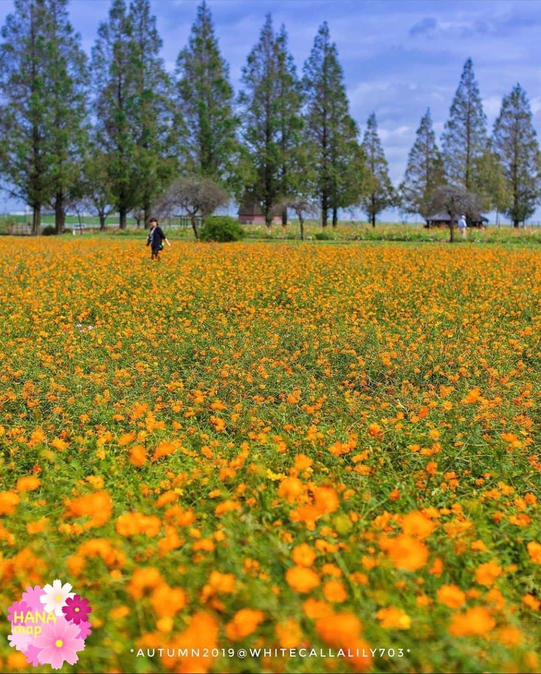 はなまっぷ❁日本の花風景のグルメインスタ