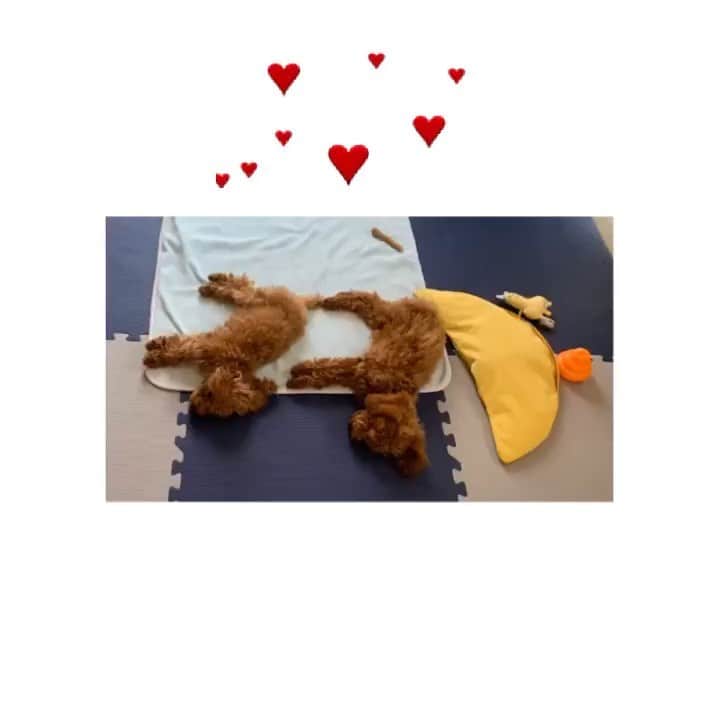 平瀬美里のインスタグラム：「お久しぶりのニコとコロ🐶💖﻿ 大きくなったでしょ🍼🍼﻿ 毎日バトってる(^^;﻿ そして力尽きた双子の図🐶♥️🐶」