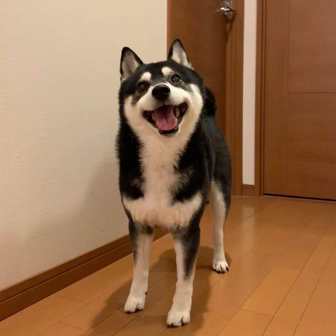 のインスタグラム：「朝んぽ待ち🐾 #kuroshiba #blackshiba #shibainu #shibastagram #instadog #dogstagram #柴犬 #黒柴 #黑柴 #日本犬 #和犬 #シニア犬 #スマイル犬 #癒し犬 #いぬら部 #ふわもこ部 #柴犬部 #モフモフ生命体 #柴犬のいる暮らし #わんこのいる暮らし #わんこのいる生活 #わんこと一緒 #わんダフォ #わんだふるjapan #朝んぽ待ち」