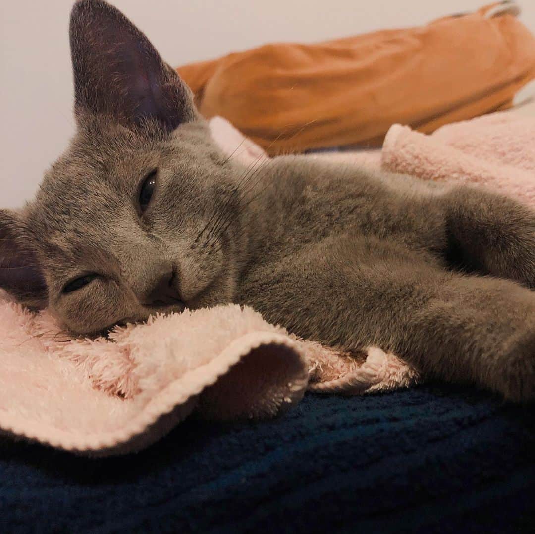 神谷るなのインスタグラム：「新しい家族♡  #ロシアンブルー #猫 #子猫 #可愛い #猫のいる暮らし」