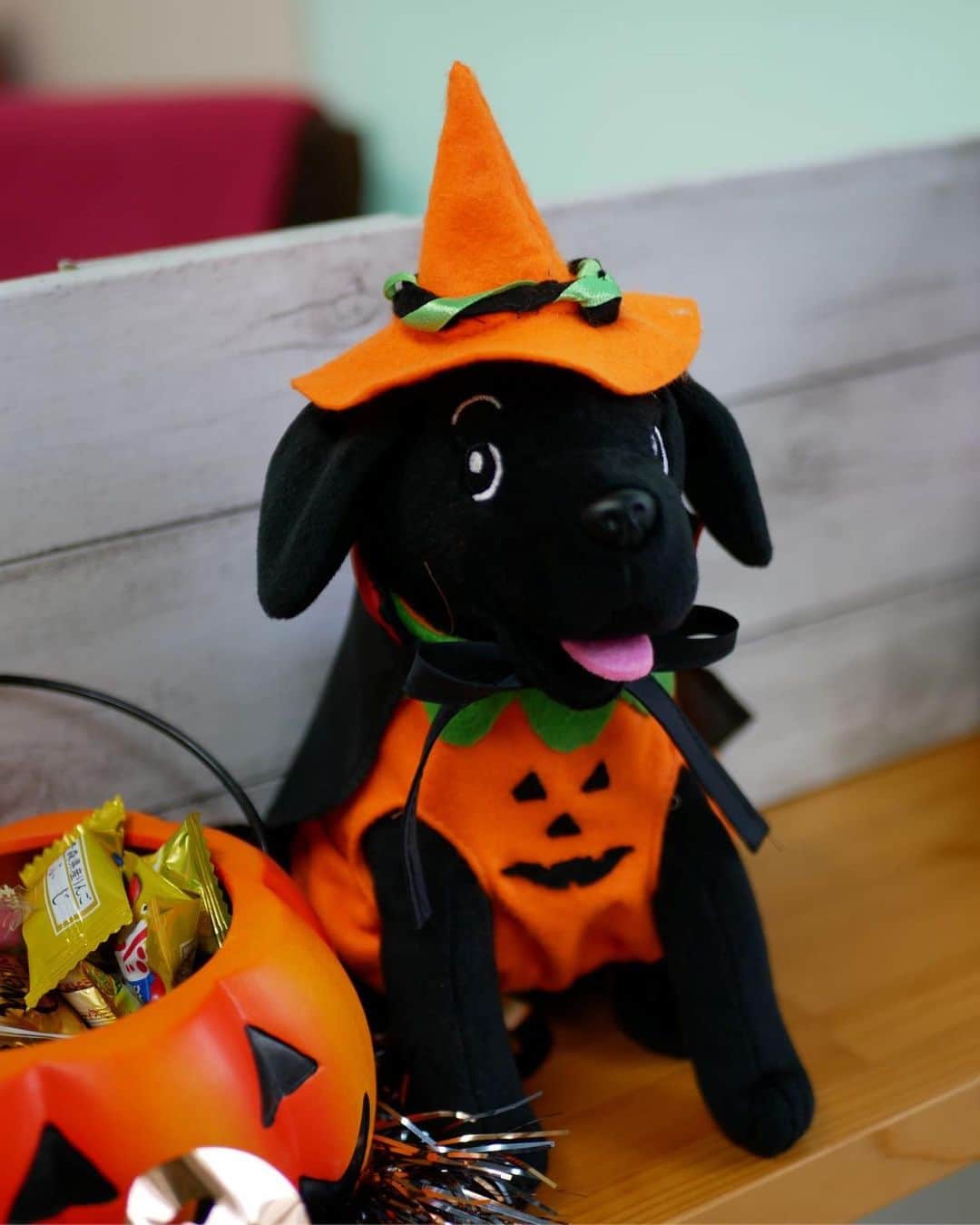 城北不動産さんのインスタグラム写真 - (城北不動産Instagram)「#ハッピーハロウィン🎃 #不動産 #新築 #一戸建て #現地販売会 #内覧会 #氷川台 #桜台 #赤羽 #城北不動産 #ウーちゃん #保護犬 の #ラブラドールレトリバー 「ウメ子」がモデルです😊」10月18日 14時32分 - johoku.f