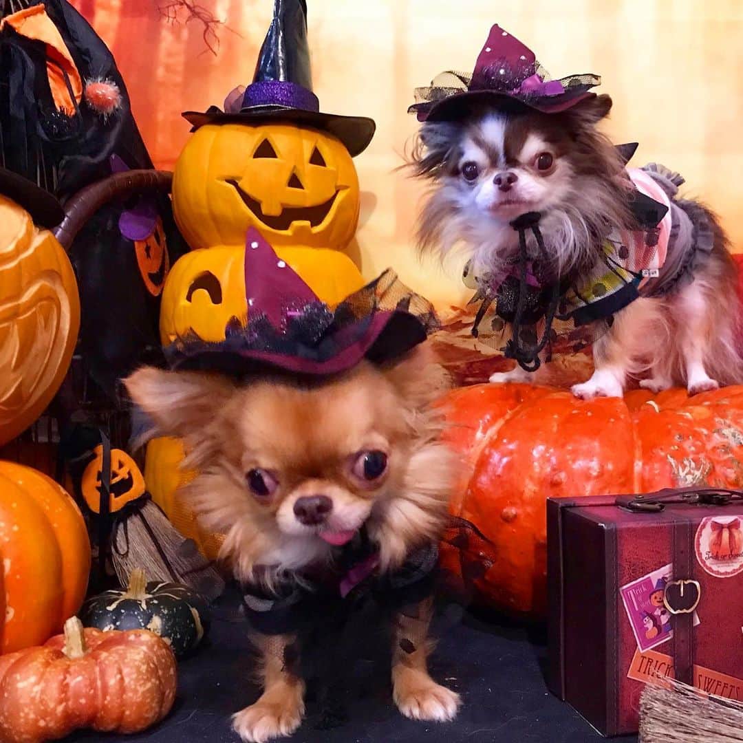 kayoのインスタグラム：「* * もうすぐハロウィン🎃🦇🕸 * * 💟ボク達の2020年カレンダー 絶賛予約受付中😆📆✨✨ * * * kulio🎃Lychee * * #chihuahua#chihuahualove#dogstgram#dog#instadog#チワワ#チワワ大好き * *」