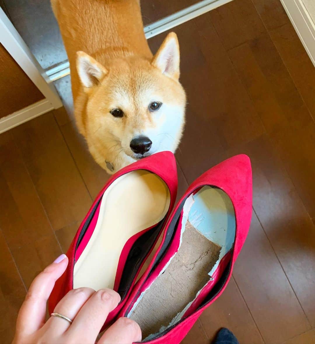 柴犬ハル&保護犬すずさんのインスタグラム写真 - (柴犬ハル&保護犬すずInstagram)「👠omg😭😭😭😭😭😭 . 朝起きると、、、 オシャレなバイカラーの 靴に変わっていました。。。👠 . #guで買ったマシュマロパンプス #歩きやすいと評判のマシュマロパンプス #マシュマロ部分だけ剥ぎ取られてました #本物のマシュマロと勘違いしたんだね #靴を出しっぱなしにしてた人間が悪いのよーー . #柴犬#ジーユー#kagoshima#puppy#shibainu#shibastagram#いぬバカ部#family#鹿児島#赤柴#雑種#天文館#保護犬を家族に#gu#ユニクロ#uniqlo」10月18日 8時43分 - haruharu040777
