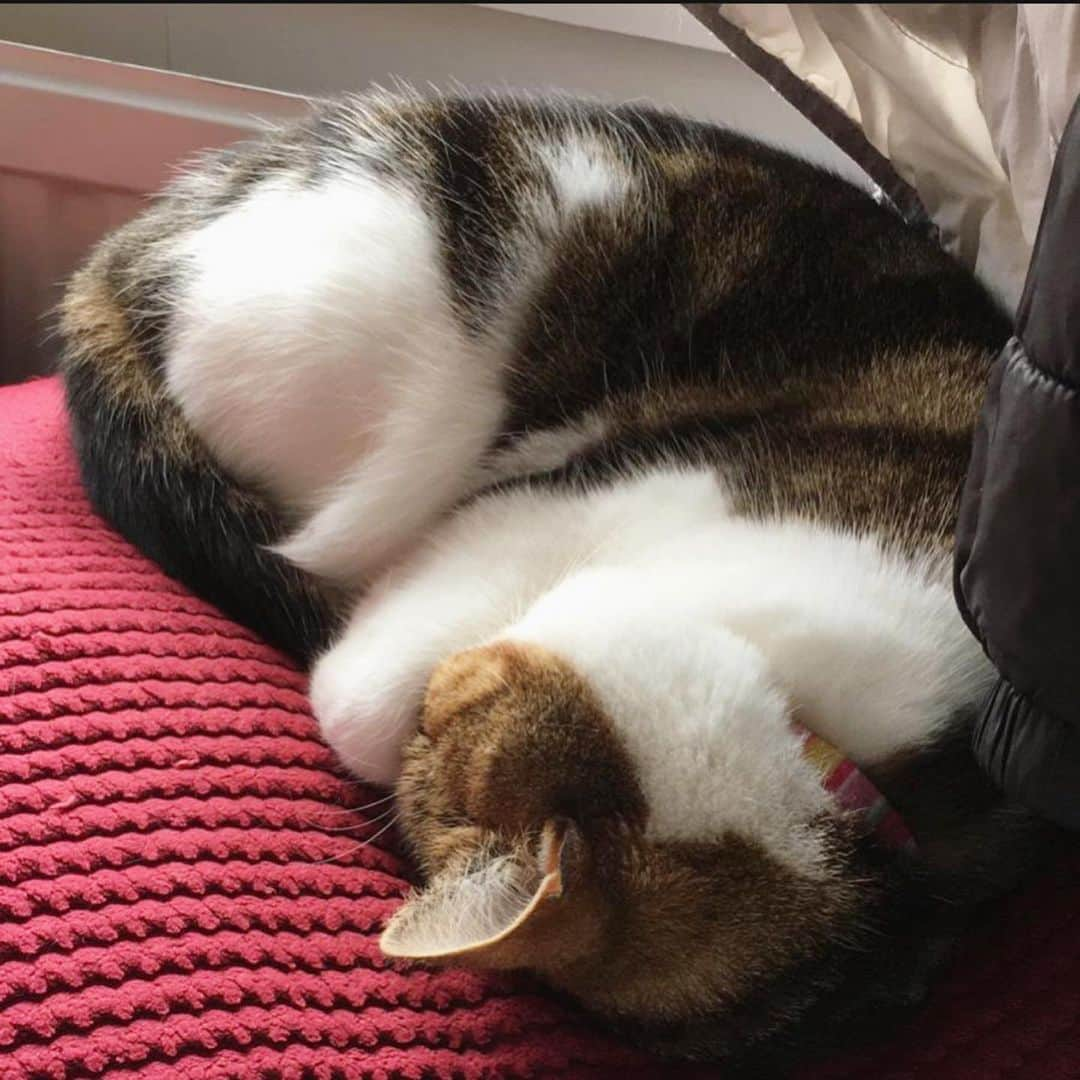 Misty The Moggieさんのインスタグラム写真 - (Misty The MoggieInstagram)「Do not disturb!! Napping in process. Please join me in wishing my human the happiest of birthdays this week by commenting birthday wishes below 🎉 Happy birthday human! You’re my favourite🎂❤️ #animal #animaladdicts #pet #petstagram #photooftheday #meow #neko #weeklyfluff #topcatphoto #YourDailyPets #instacat #instagood #INSTACAT_MEOWS #excellent_cats #excellent_kittens #kittensofinstagram #Fun_Pet_love_Club #chat #cutecats #catstagram #cat_features #catsofinstagram #猫 #ねこ #cutepetclub」10月18日 9時03分 - mistythemoggie