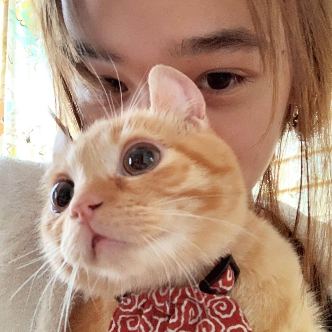 梅園アマンダのインスタグラム：「“寝起きの浮腫んだ人間と驚く子猫”﻿ ﻿ 実家に新参猫がやって参りました。初のオス猫。﻿ #アメリカンカール のhue(ヒュー)くんです❤︎﻿ ﻿ 我が家の姫猫bébéたんとは対面してはいるものの﻿ まだ仲良しこよしな仲にはなれていません。。﻿ むしろ私にも警戒し始めて悲しいよ、、😔﻿ ﻿ 早く2匹が寄り添って寝ている所を見れたらいいな🥺﻿ 2匹の間に顔を突っ込んでモフモフに埋もれたい…﻿ ﻿ 6年ぶり?くらいの子猫は可愛くてパワフルで素早くて﻿ 6年前のbébéを思い出して泣けてきます、、﻿ ﻿ むっっちゃ好奇心旺盛で人懐っこくてたまらん﻿ みんな長生きしてね🙏🏻❤️ だいすきっ × 1京﻿ ﻿ #猫のいる暮らし #ニャンスタグラム﻿ #子猫 #catstagram #にゃんだふるらいふ﻿ #ねこのきもち #ぬこ」