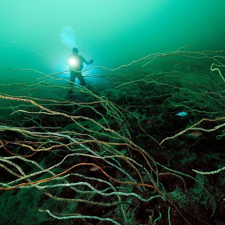 ナショナルジオグラフィックさんのインスタグラム写真 - (ナショナルジオグラフィックInstagram)「Photo by Brian Skerry @brianskerry | A diver explores a forest of whip coral in the temperate waters of Japan’s Suruga Bay, off the Izu Peninsula. The combination of multiple rivers flowing into the bay and deep submarine canyons creates a perfect environment for a fascinating range of animals. Exploring this deep-sea forest was at times spooky, but also like swimming through the pages of a storybook, with fascinating scenes and characters at every turn. Follow @BrianSkerry to see more wildlife in the sea and to read the stories behind the photos.  #japan #spooky #exploration」10月18日 15時40分 - natgeo